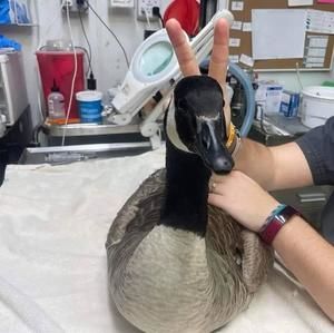 Meet your Posher, Bunny